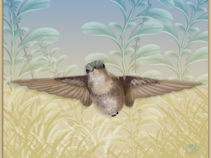 black chinned hummingbird.webp