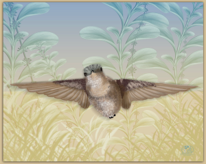 black chinned hummingbird.webp