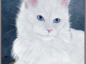 Camber Jr. Turkish Angora cat, all white, long fur, blue eyes and pink ears sitting on a footstool, background abstract blue.