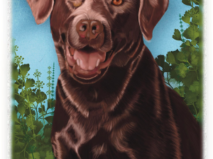 Cocco a Labrador Retriever Commission Example.