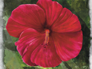 Hardy Hibiscus Bloom, Holy Grail. Dark red large 5 petal bloom with long yellow stamen on an abstract dark green leaf background. Shadowmyst Art, Sharon O’Shea Wood.