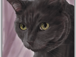 Lady Faith Greyfur, Domestic Short hair cat, grey coat, yellow eyes with Pink sheer curtains in the background