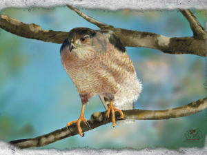 Long Island Cooper’s Hawk, Medium sized hawk, brown barred chest, grey head cap and back, yellow legs, perched on tree limb. shadowmyst Art, Sharon O’Shea Wood
