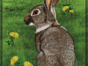 long island cottontail.webp