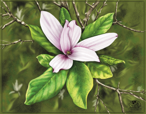 Magnolia Bloom. White flower with magenta edges and streaks down long pointed petals, large yellow green leaves and grey branches in background. Shadowmyst Art, Sharon O’Shea Wood