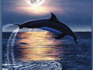 midnight magic.webp