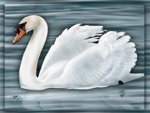 mill pond mute swan.webp