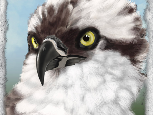 Montauk Osprey, Raptor with yellow eyes, black beak, white and brown feathers looking to left of canvas. Shadowmyst Art, Sharon O’Shea Wood
