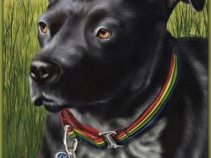 Padja, Staffordshire Terrier, Black coat, brown eyes, white mottled chest, Rainbow collar with tags.