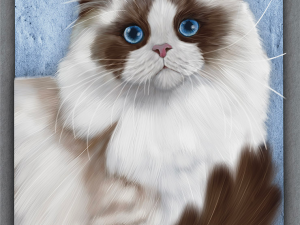 ragdoll cat 2025.webp