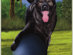 Rooster, German Shepherd, Black and tan with brown eyes, pink tongue hanging out and playing in a green backyard with a blue herding ball.