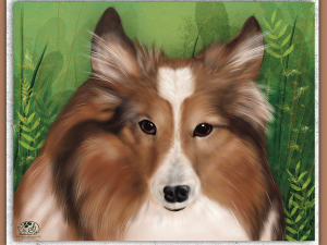 Shea, Shetland Sheepdog, a Sheltie, sable, white and black with brown eyes and black nose with abstract nature background.