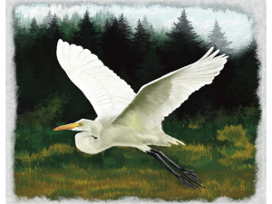 wetlands great white egret.webp