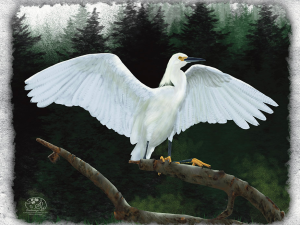 Snowy Egret, large white egret with black legs and golden yellow feed, landing on a tree branch. Shadowmyst Art, Sharon O’Shea Wood