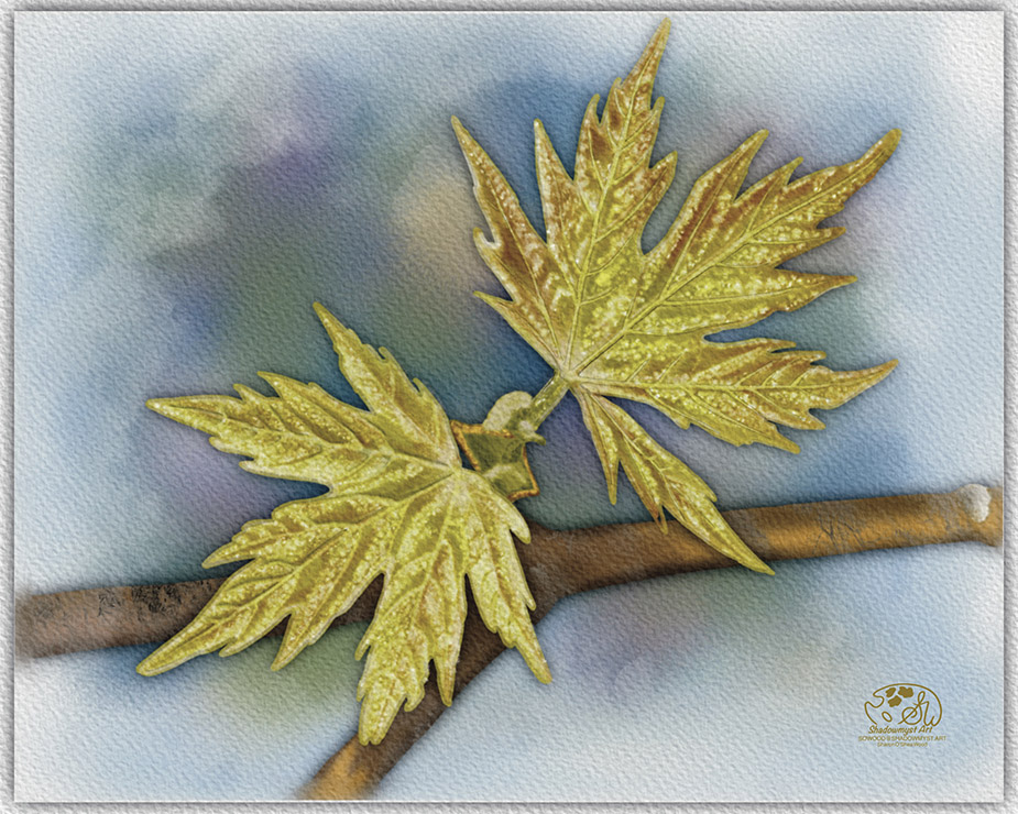 Seasonal Leaves Series Spring painting, tender yellow-green Maple leaves on a watercolor background, botanical digital artwork by Shadowmyst Art.