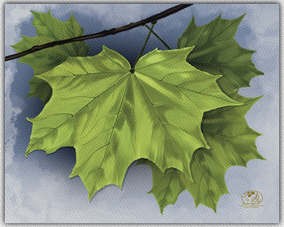 Seasonal Leaves Series, Summer. Three full light green Maple Tree leaves on a thin brown branch with muted summer colored background and green border. Shadowmyst Art, Sharon O’Shea Wood