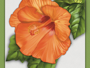 Large orange Tropical Hibiscus bloom with 3 green leaves set on cream background with medium green boarder. Shadowmyst Art, Sharon O’Shea Wood