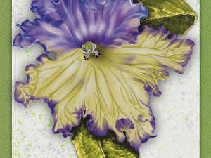 Cape Primrose Bloom, Shadow Hunter variety. Lavender and yellow 2 petal bloom with long dark green leaves set on cream textured background with Medium green border. Shadowmyst Art. Sharon O’Shea Wood.