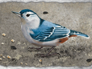 white breasted nuthatch