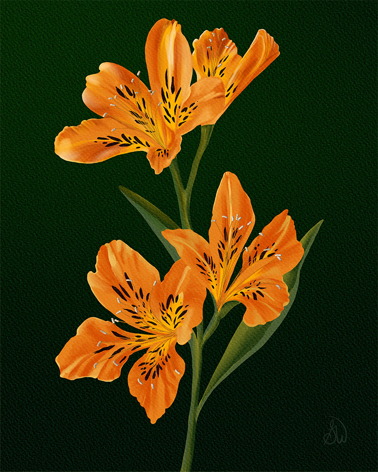 Peruvian Lily digital artwork has four daylily blooms in shades of yellow and orange with dark brown spot and yellow eyes with medium green to blue-green stems and foliage on a textured dark green background. Painted by Shadowmyst Art.