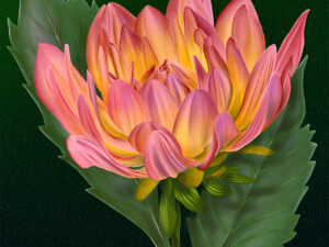 Summer Garden Dahlia, multi-color dahlia bloom with two dark green leaves on a dark green background.