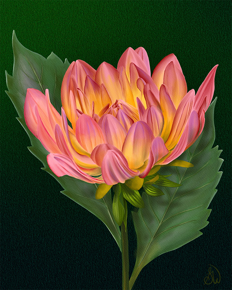 Summer Garden Dahlia, multi-color dahlia bloom with two dark green leaves on a dark green background.