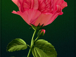 Tropical hibiscus painting — a vivid pink-and-coral Jennie Lynn hibiscus bloom against a deep green background, original digital botanical artwork by Shadowmyst Art.
