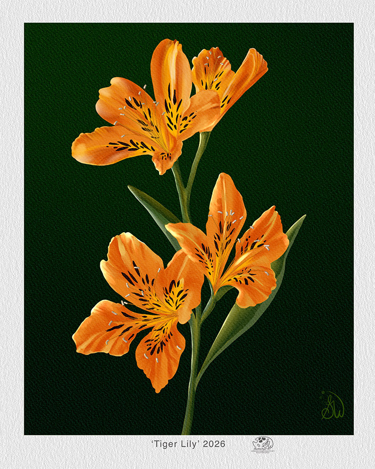 Peruvian Lily digital art work has four daylily blooms in shades of yellow and orange with dark brown spot and yellow eyes with medium green to blue-green stems and foliage on a textured dark green background. Painted by Shadowmyst Art. Shown with white safety borders for printing which contains the title, year and artist's logo.