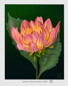 Summer Garden Dahlia, multi-color dahlia bloom with two dark green leaves on a dark green background.