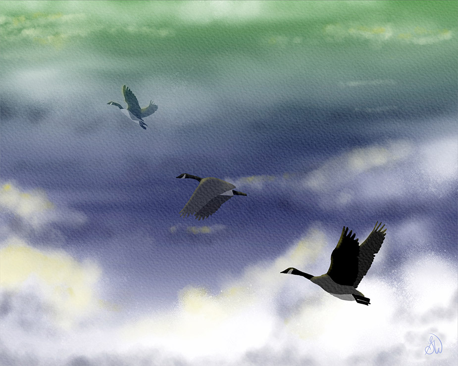 Canada geese painting by Shadowmyst Art: three Canada geese fly upward across a cloudy sky of green, violet, and blue, the nearest goose large with wings raised, in watercolor style.
