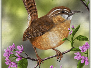 Carolina wren painting — a brightly colored songbird perches on a blossoming pink dogwood branch in this original digital wildlife artwork by Shadowmyst Art.