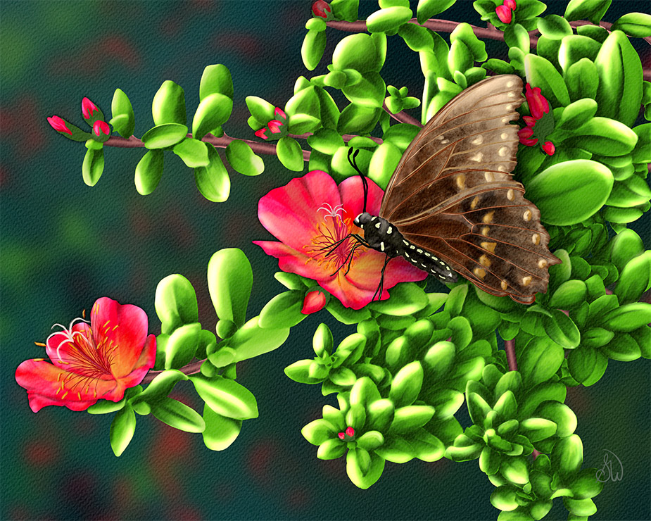 Spicebush Swallowtail butterfly painting by Shadowmyst Art: a cream-and-black swallowtail with blue-spotted wings feeds at a Mojave Red portulaca bloom among glossy green succulent leaves against a dark background.