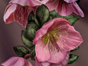 Pink hellebore painting by Shadowmyst Art: rose-pink Lenten rose blooms with pale stamens and gold-green centers, nodding bells, and silver-veined dark green leaves against a soft mauve background.
