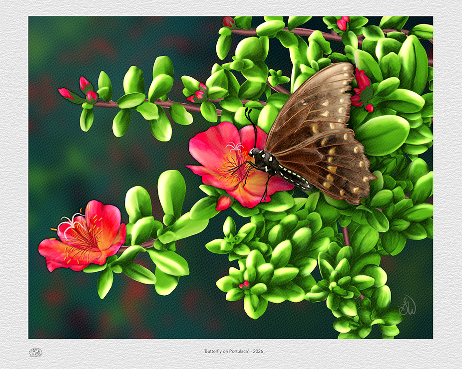 Spicebush Swallowtail butterfly painting by Shadowmyst Art: a cream-and-black swallowtail with blue-spotted wings feeds at a Mojave Red portulaca bloom among glossy green succulent leaves against a dark background print example.